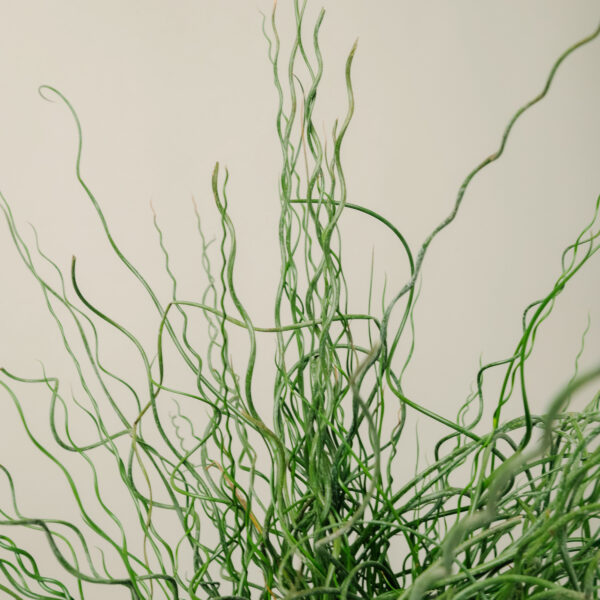 Juncus effusus 