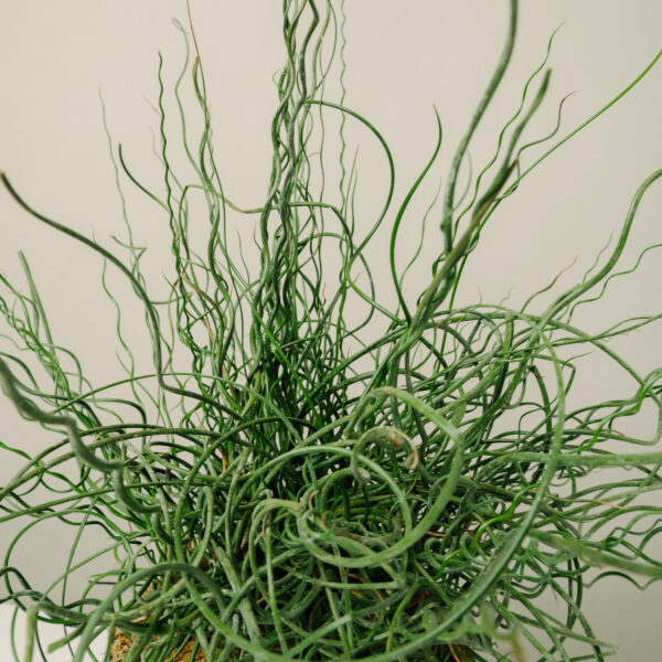 Juncus effusus 