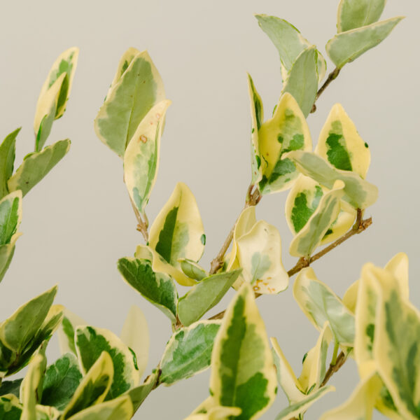 Ligustrum texanum