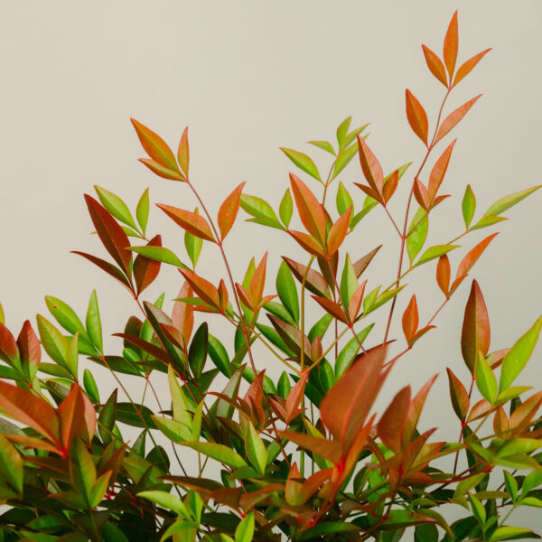 Nandina domesitca