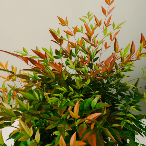 Nandina domesitca