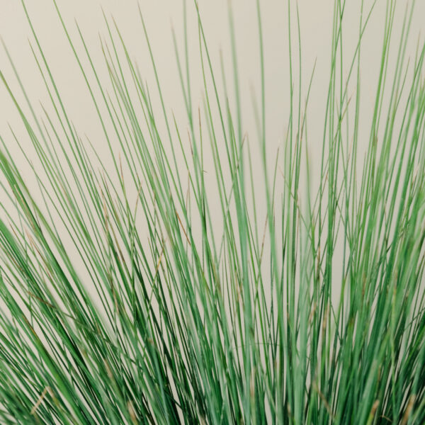 Juncus effusus