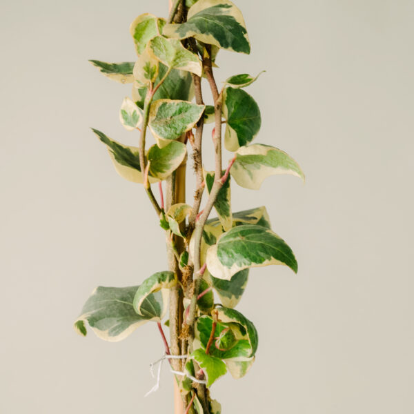 Hedera algeriensis 'Gloire De Marengo'