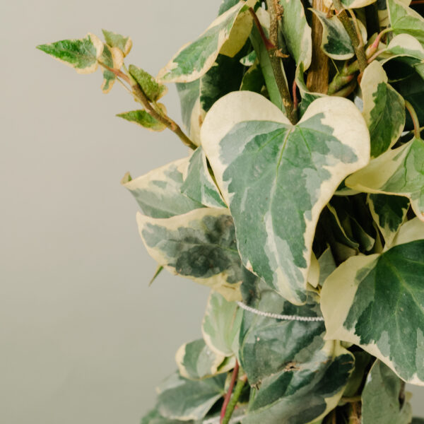 Hedera algeriensis 'Gloire De Marengo'