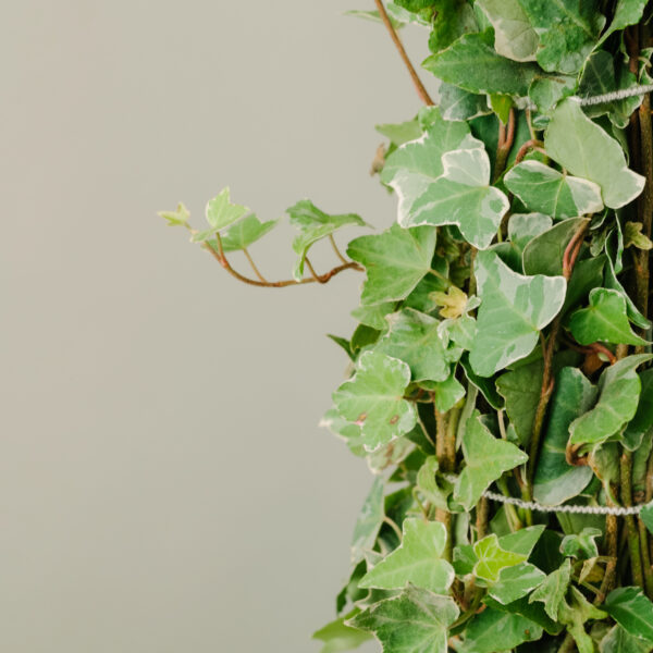 Hedera helix 'Elegantissima'