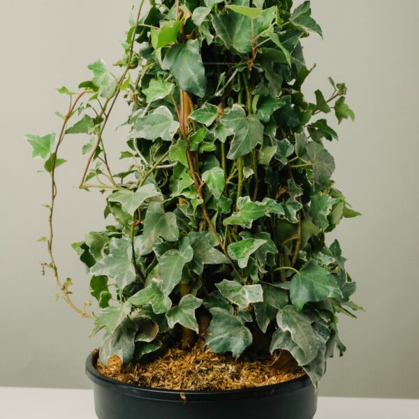 Hedera helix 'Elegantissima'