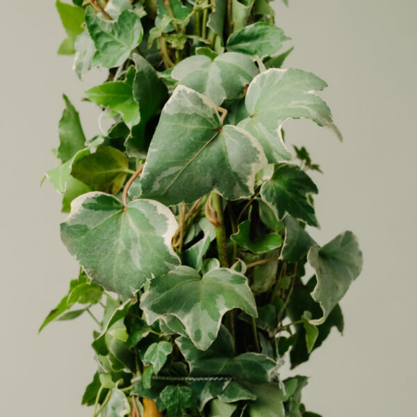 Hedera helix 'Elegantissima'