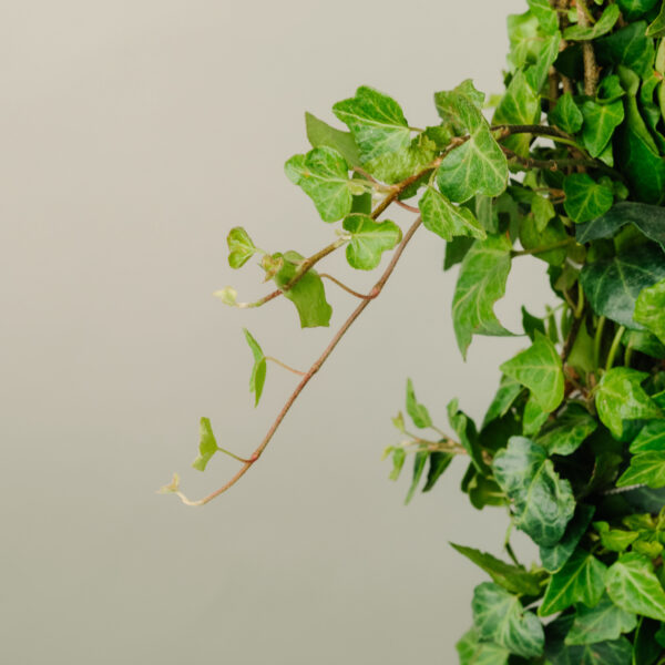 Hedera helix 'Green Wonder'