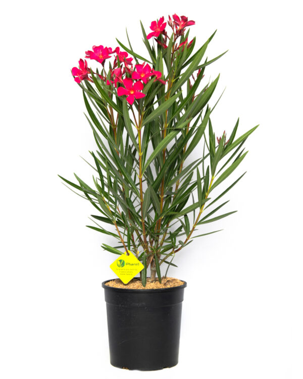 Nerium oleander 'Papa Gambetta'