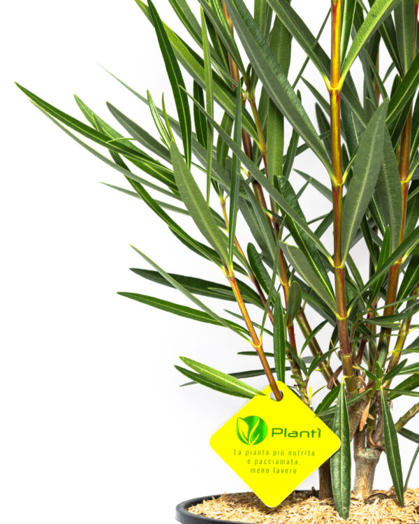 Nerium oleander 'Papa Gambetta'