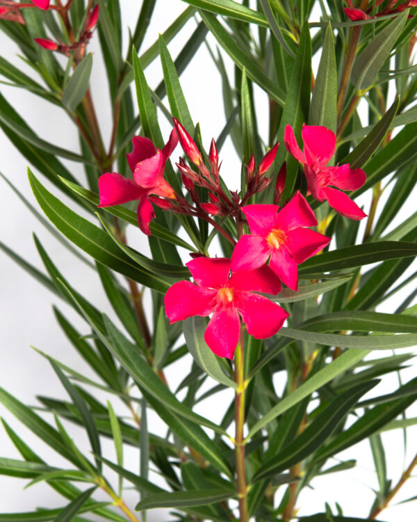 Nerium oleander 'Papa Gambetta'