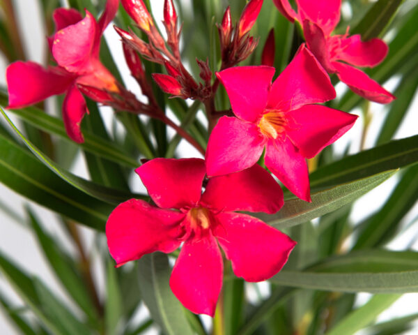 Nerium oleander 'Papa Gambetta'