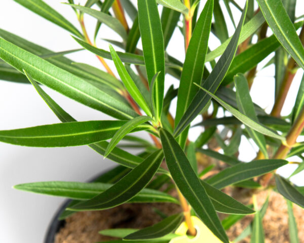 Nerium oleander 'Papa Gambetta'