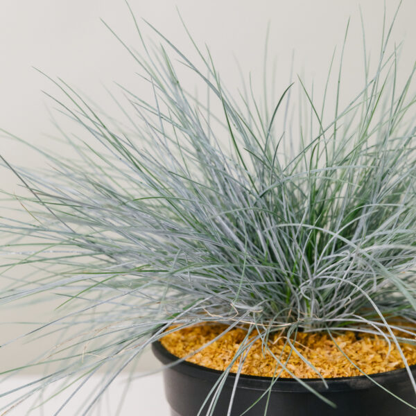 Festuca glauca 'Elijah Blue'