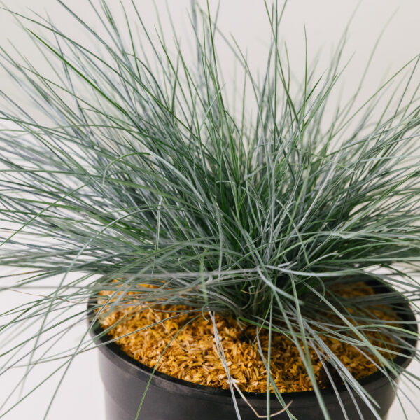 Festuca glauca 'Elijah Blue'