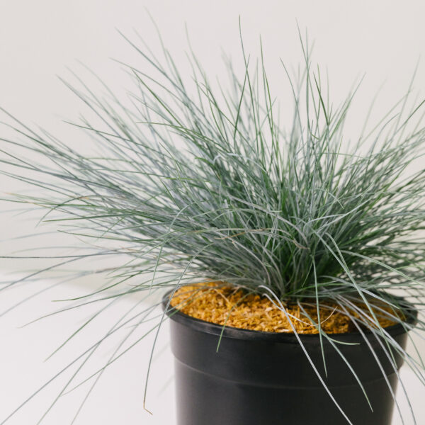 Festuca glauca 'Elijah Blue'