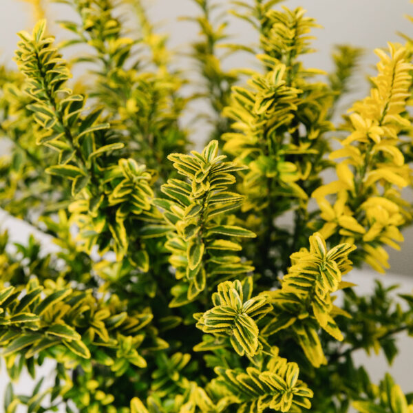 Euonymus japonicus 'Microphyllus Aureovariegato'