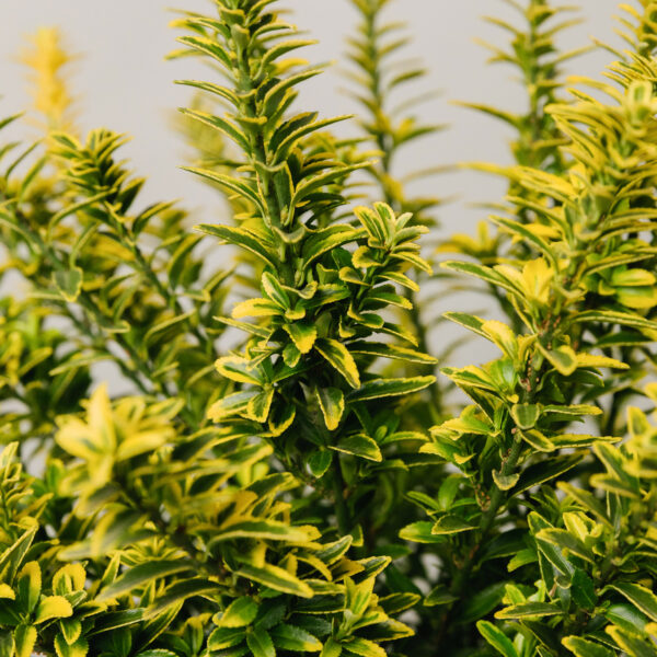 Euonymus japonicus 'Microphyllus Aureovariegato'