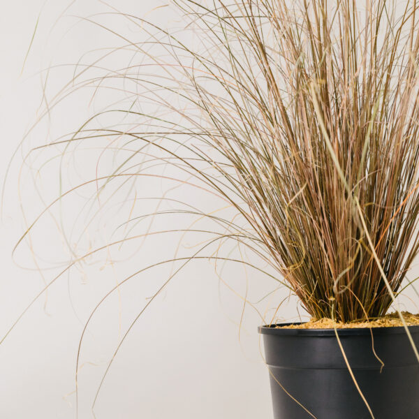 Carex buchananii 'Red Rooster'