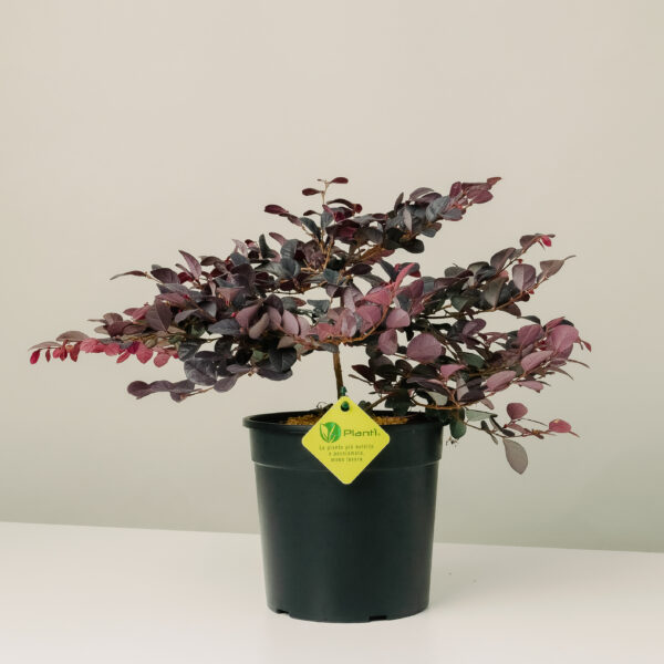 Loropetalum chinense 'Rubrum'