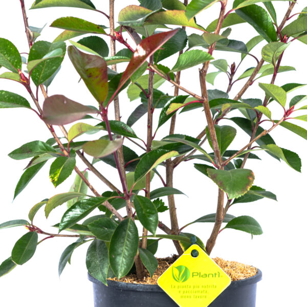 Photinia fraseri 'Red Robin'