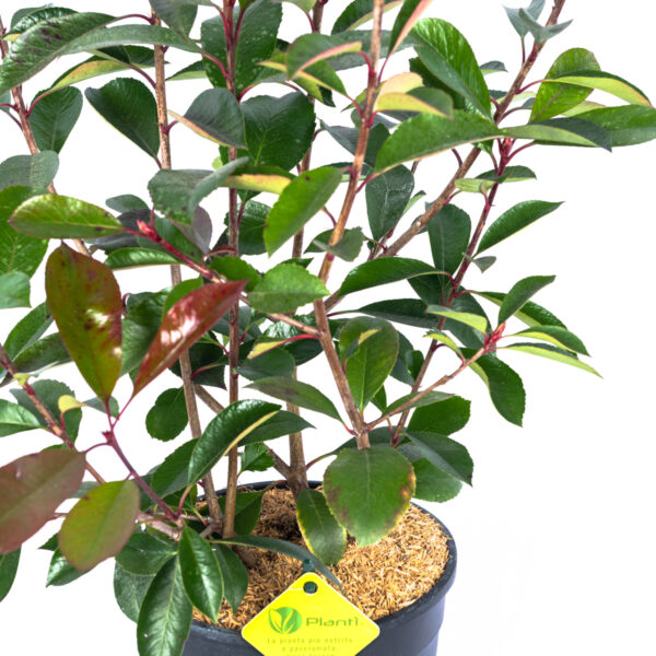 Photinia fraseri 'Red Robin'