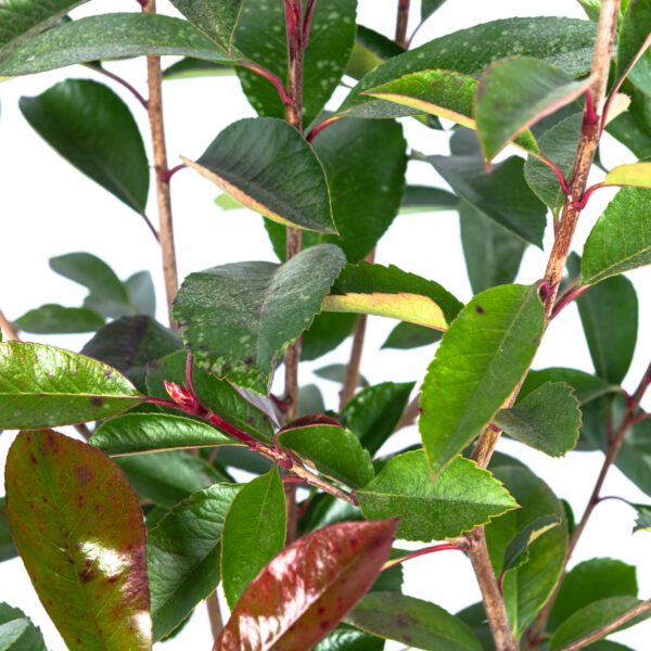 Photinia fraseri 'Red Robin'