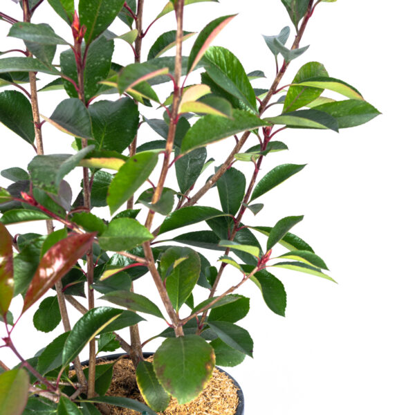 Photinia fraseri 'Red Robin'