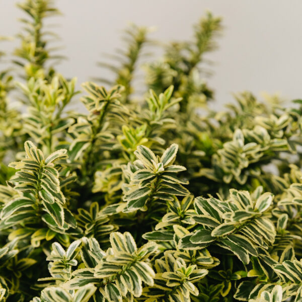 Euonymus microphyllus 'Albomarginato'