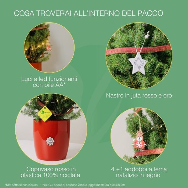 Picea Glauca 'Conica' - Albero di Natale con addobbi alto 45 cm