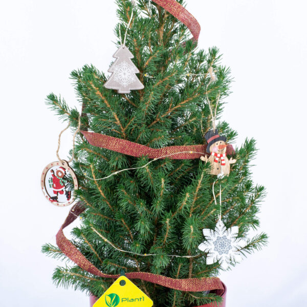 Picea Glauca 'Conica' - Albero di Natale con addobbi alto 45 cm