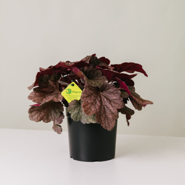 Heuchera 'Berry Smoothie'