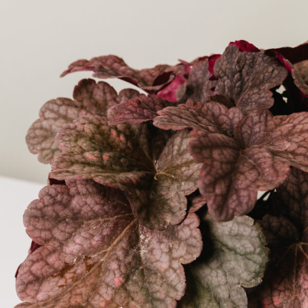 Heuchera 'Berry Smoothie'