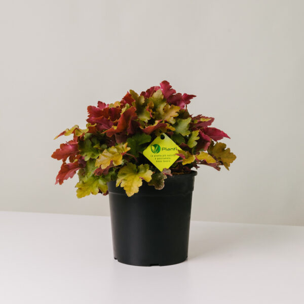 Heuchera 'Marmalade'