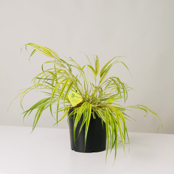 Hakonechloa macra 'Aureola'