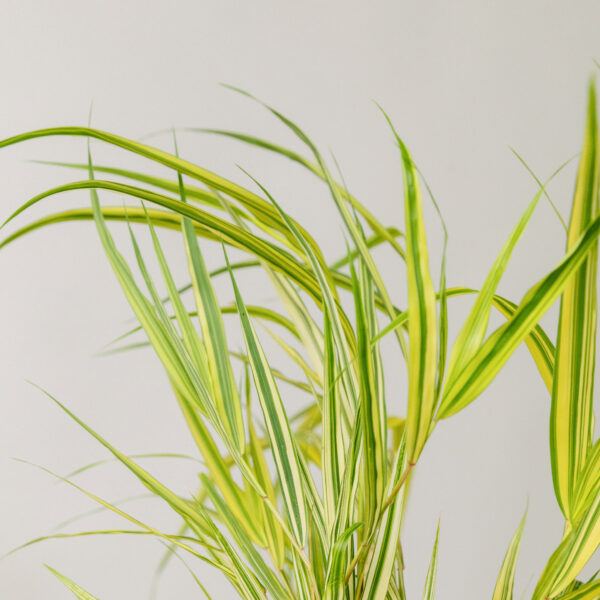 Hakonechloa macra 'Aureola'