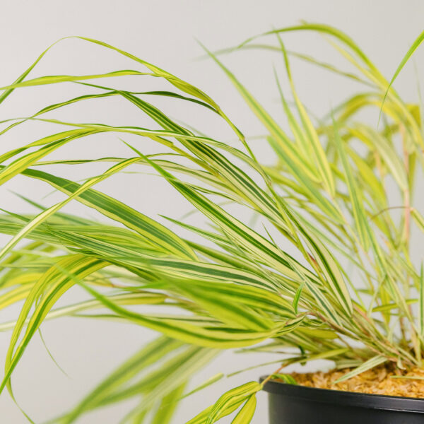 Hakonechloa macra 'Aureola'