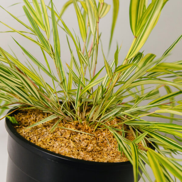 Hakonechloa macra 'Aureola'