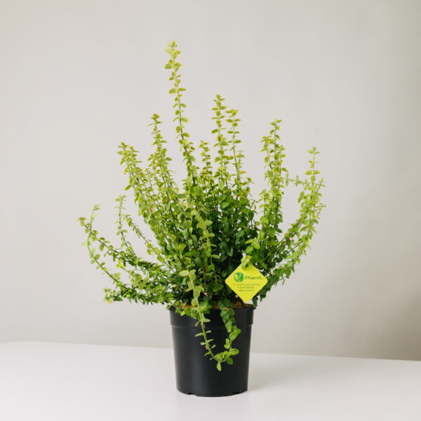 Euonymus fortunei 'Emerald Gold'