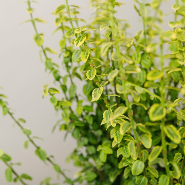 Euonymus fortunei 'Emerald Gold'