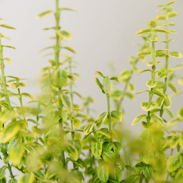 Euonymus fortunei 'Emerald Gold'