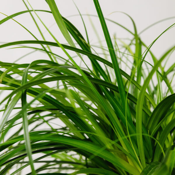 Carex oshimensis 'Ribbon Falls'