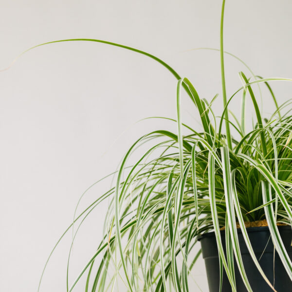 Carex oshimensis 'Feather Falls'