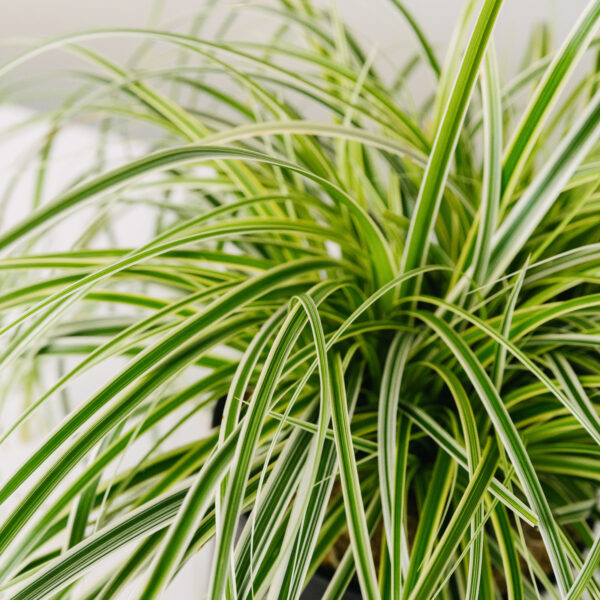 Carex oshimensis 'Feather Falls'