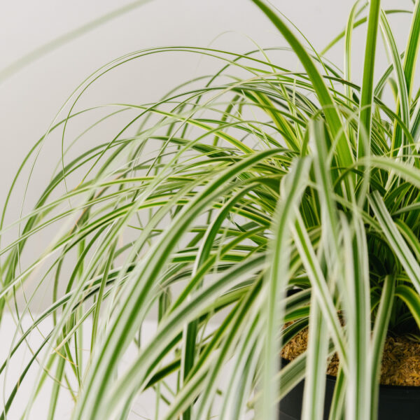 Carex oshimensis 'Feather Falls'