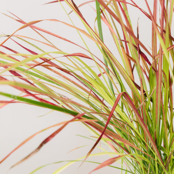 Imperata cylindrica 'Red Baron'