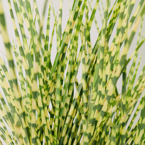 Miscanthus sinensis 'Gold Bar'