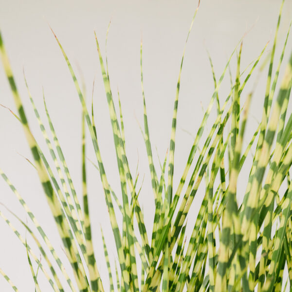 Miscanthus sinensis 'Gold Bar'