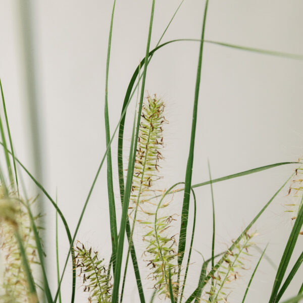 Pennisetum alopecuroides 'Hameln'