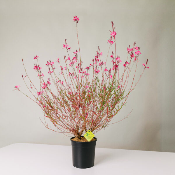 Gaura lindehimeri 'Red'